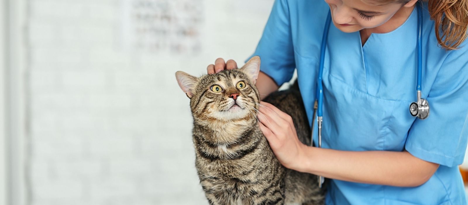 Is Your Vet Overcharging? Price Check These 12 Common Procedures