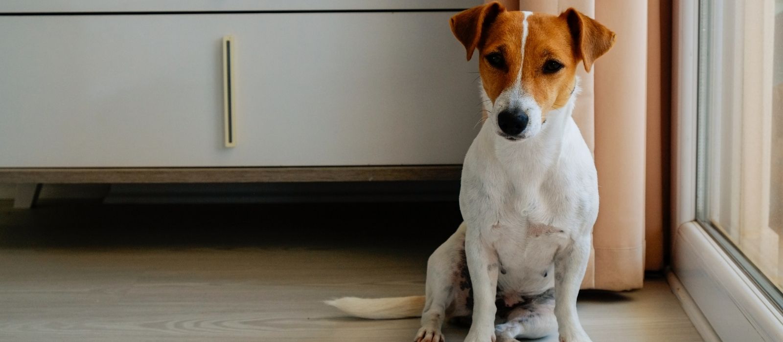 Best Dog Breeds for Apartment Living in Canadian Cities (By Climate Zone)