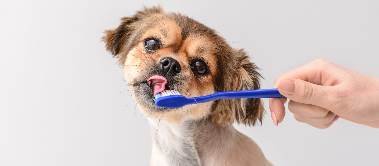 How to Brush Your Dog's Teeth Without Getting Bitten