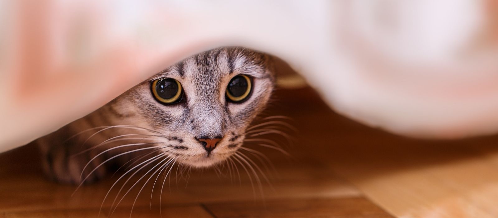 9 Signs Your Cat Is Hiding Pain (And What Each One Means)