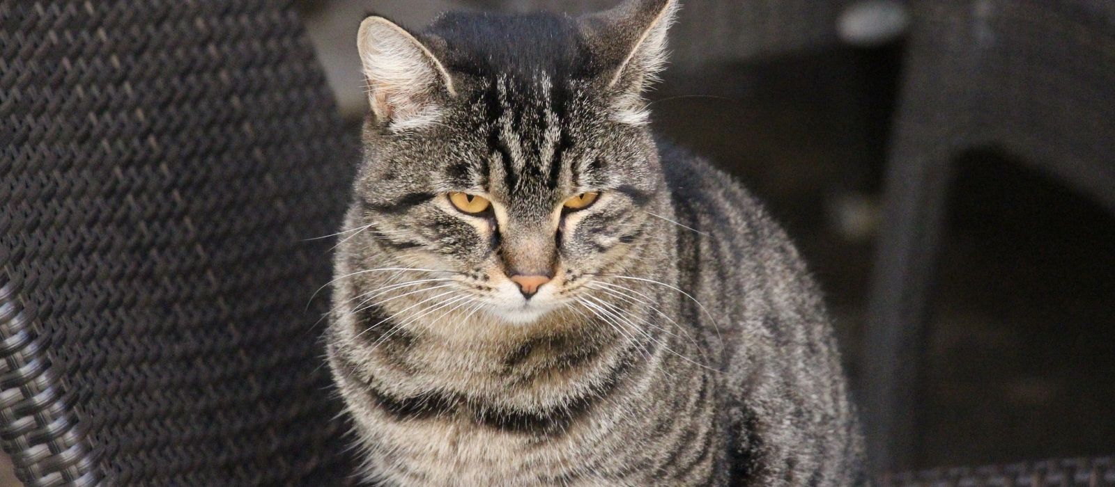Cat Vomiting: The One Detail That Tells You It's Serious