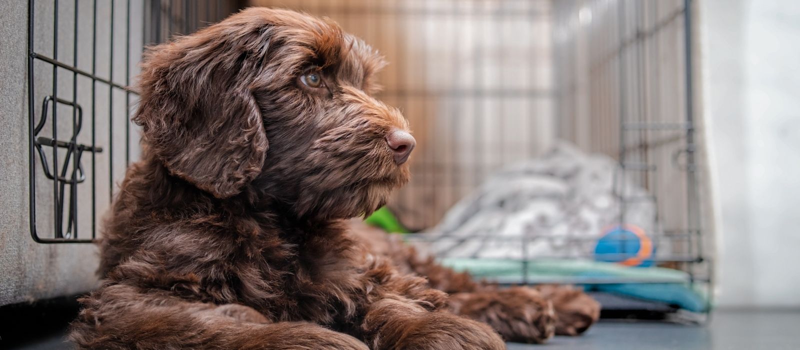 Crate Training That Actually Works (From Day One to Sleeping Through the Night)