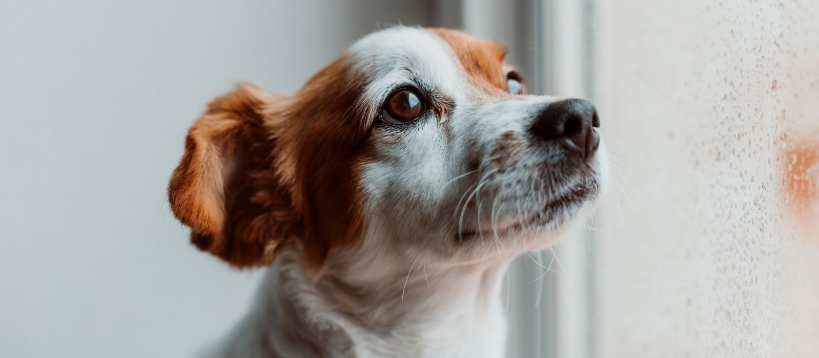 Dog Bloat Survival Guide: The 2-Hour Window Every Owner Needs to Know