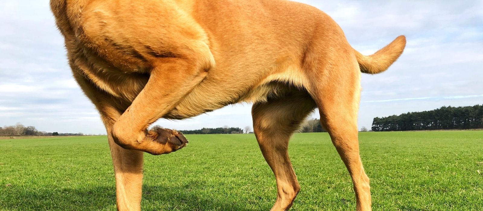 Your Dog Is Limping