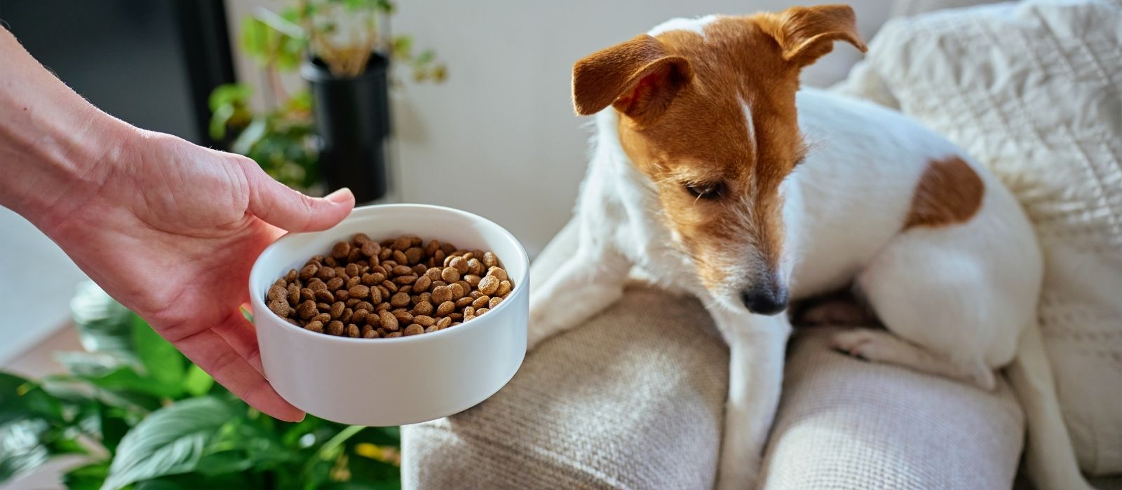 Your Dog Won't Eat