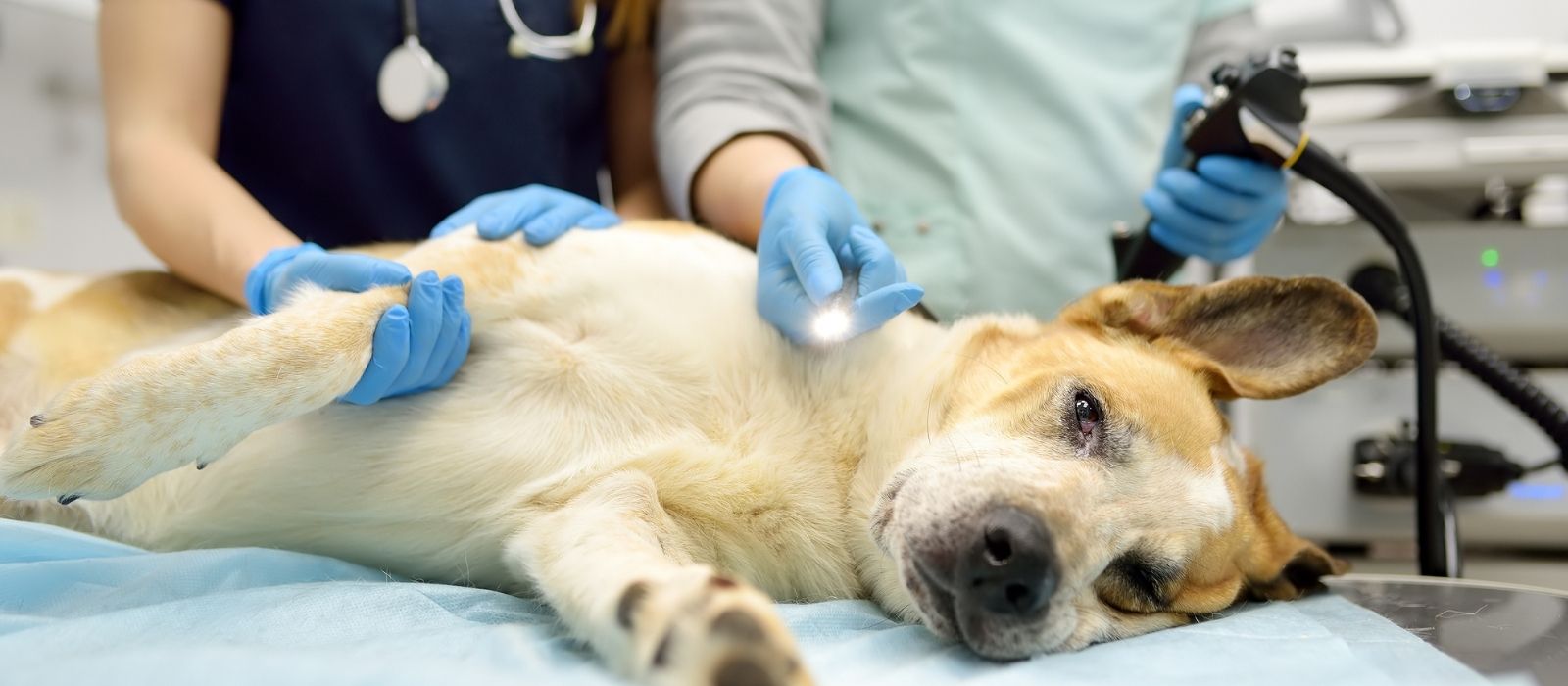 Your Dog Needs Surgery