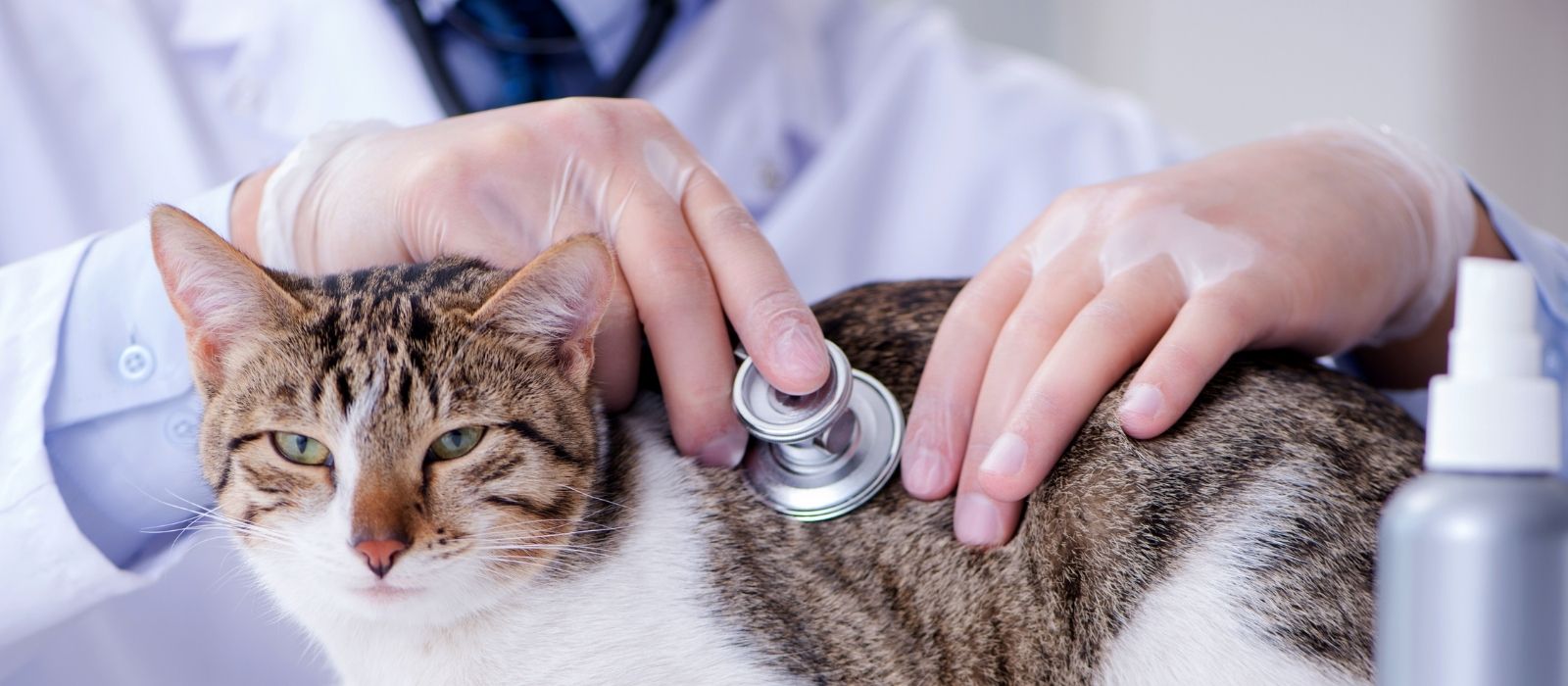The First Vet Visit: What They Actually Check and Why It Matters