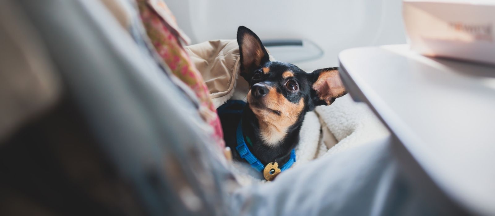 flying canada pets cabin airlines