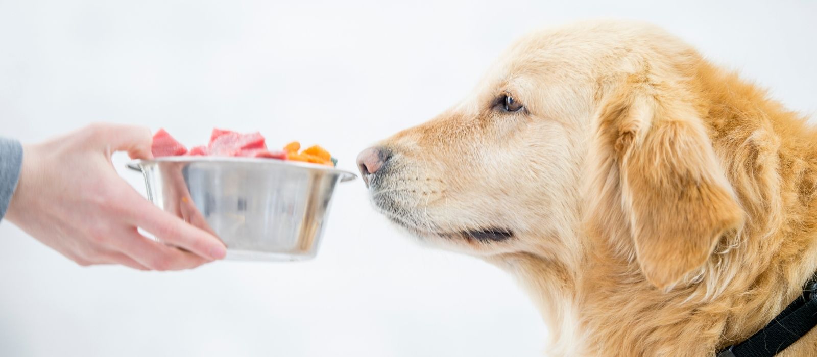grain free dog food fda canada