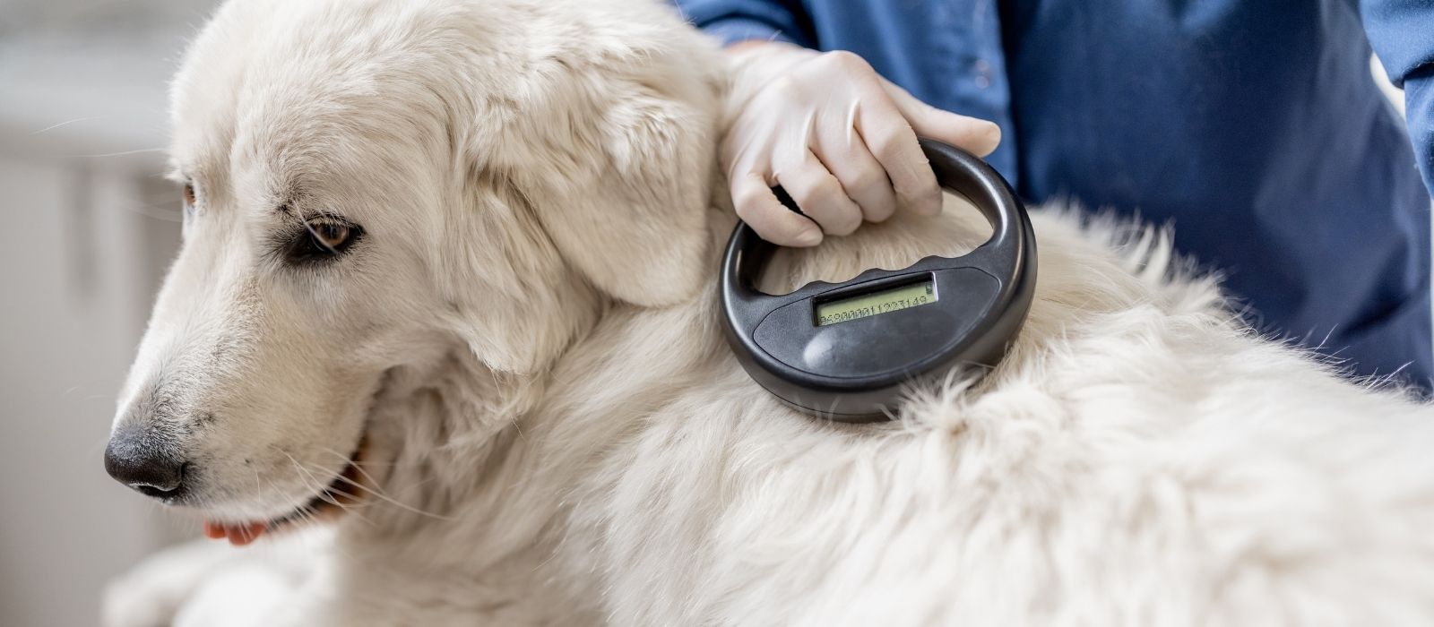 pet microchip laws by province