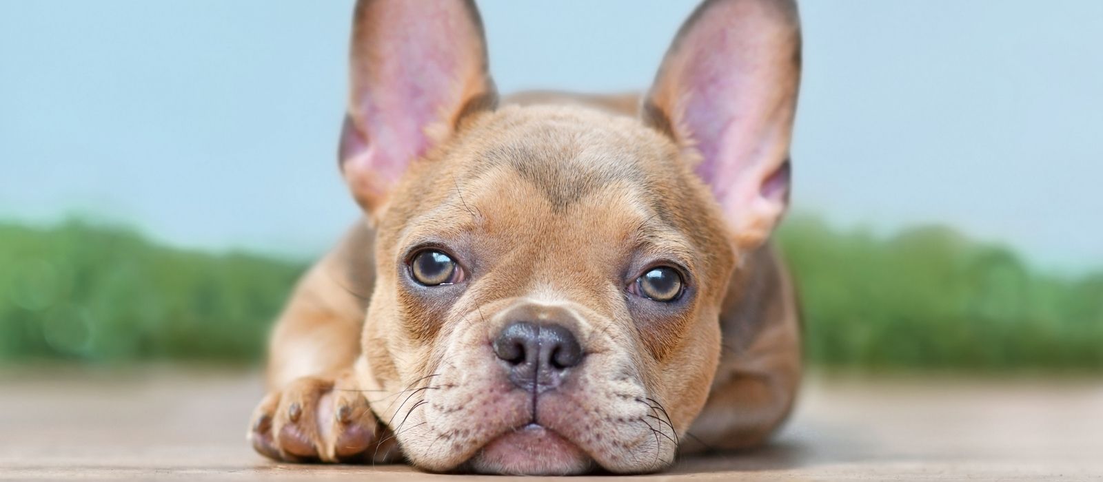 Puppy Socialization Windows: What Happens at 3, 8, 12, and 16 Weeks