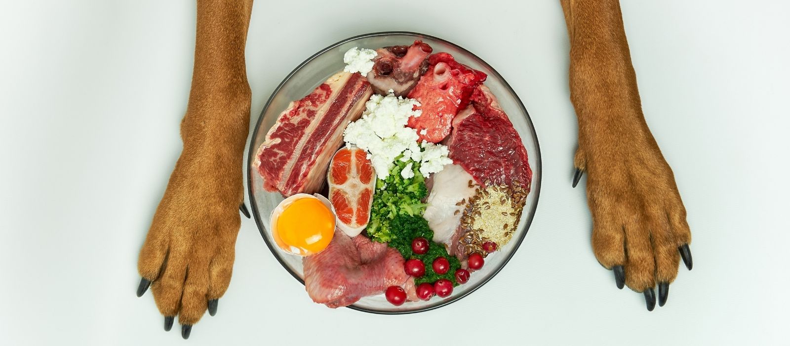 Raw Food Diet for Dogs in Canada: Legal Risks and Vet Opinions