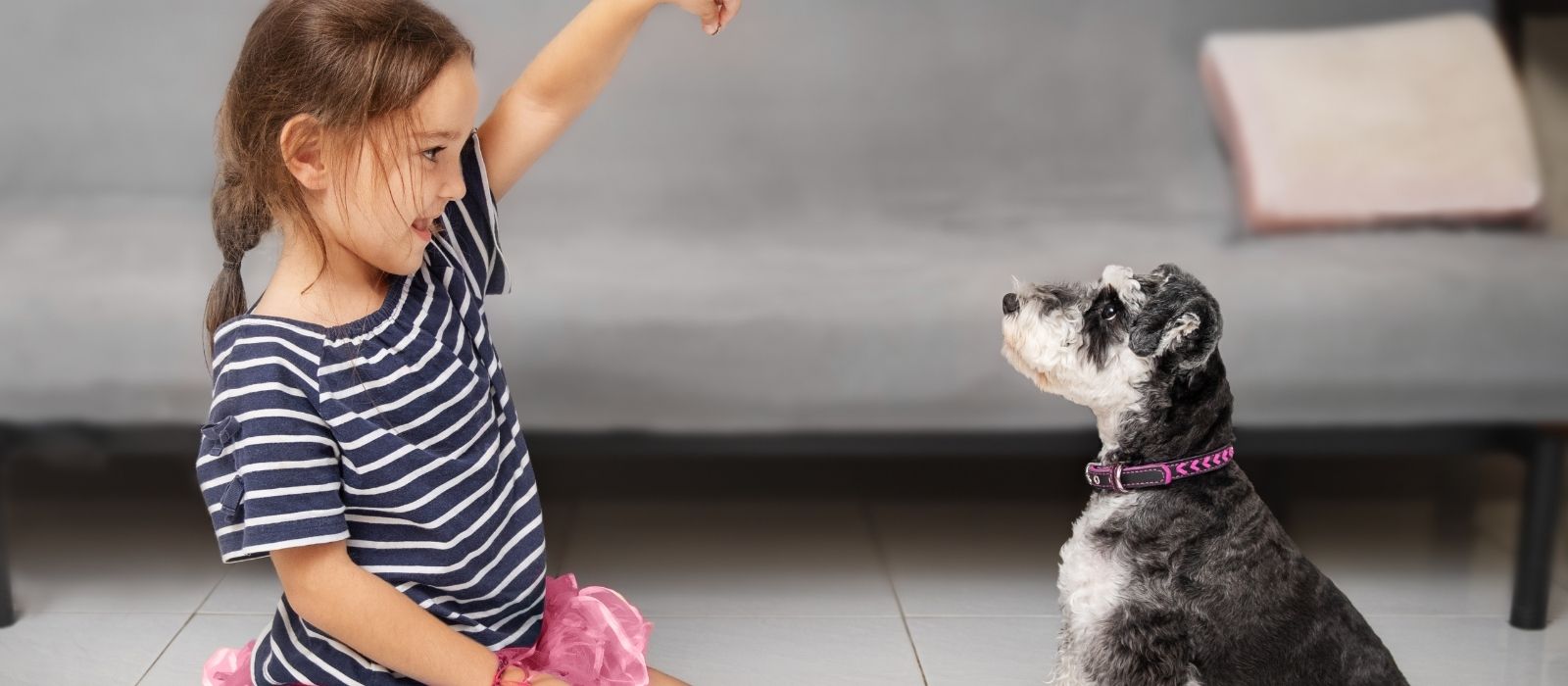 Teaching 'Sit' the Way Professional Trainers Do It (Not the YouTube Way)