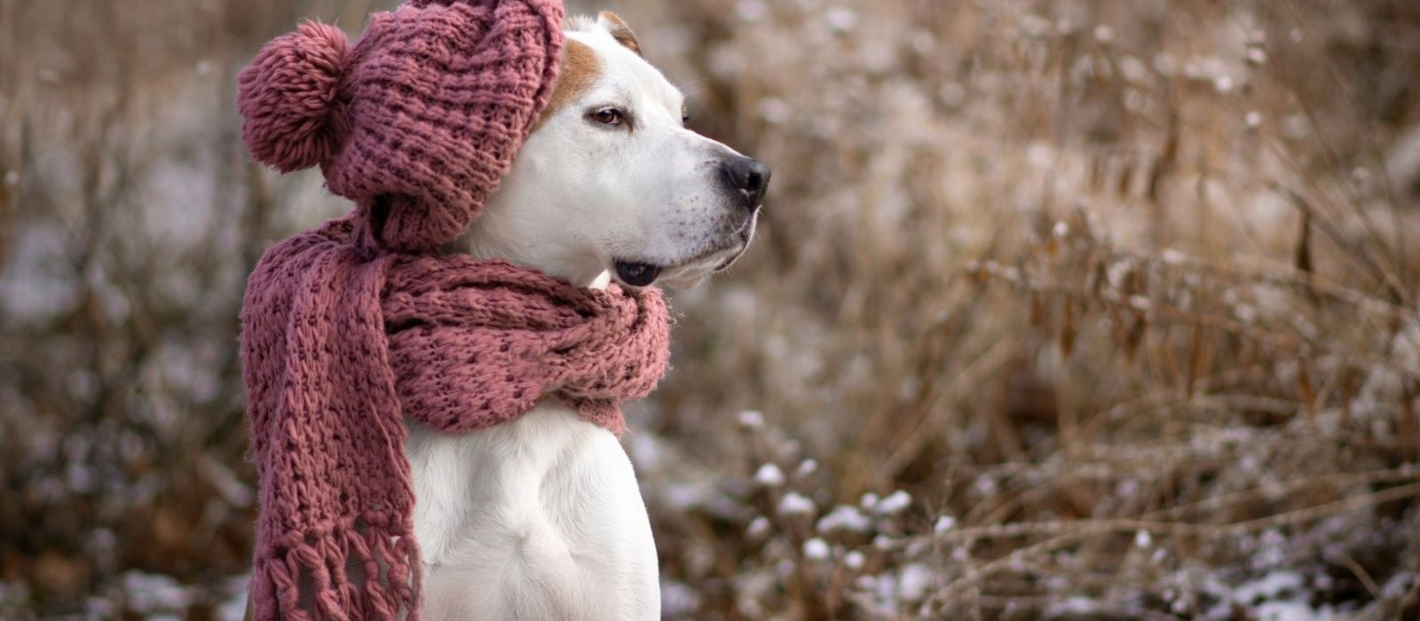 winter canada too cold for dogs
